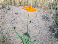 Cosmos sulphureus Spårvägen, Malmö, Skåne, Sweden 20200922_0011