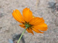 Cosmos sulphureus Spårvägen, Malmö, Skåne, Sweden 20200922_0012