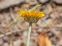 Cota tictoria Pendlarparkeringen, Vellinge samhälle, Vellinge, Skåne, Sweden 20230615_0009