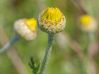 Cota tinctoria Vanningen, Vellinge, Skåne, Sweden 20240525_0043