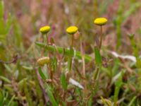 Cotula coronopifolia S Tygelsjöbäckens mynning, Tygelsjö ängar, Malmö, Skåne, Sweden 20200723_0102