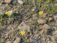 Crepidiastrum tenuifolium Chachuna, Kakheti, Georgia 20180427_3169