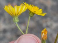 Crepis capillaris Kapellgatan, Höör, Skåne, Sweden 20240606_0036