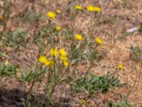 Crepis capillaris Klågerupsvägen 331, Malmö, Skåne, Sweden 20180608_0072