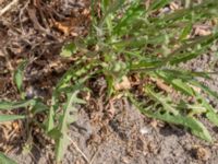 Crepis capillaris Klågerupsvägen 331, Malmö, Skåne, Sweden 20180608_0073