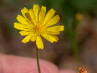 Crepis capillaris Klågerupsvägen 331, Malmö, Skåne, Sweden 20180608_0077