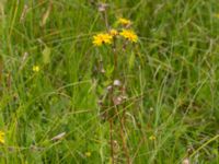 Crepis paludosa Fuktängen, Toarp, Malmö, Skåne, Sweden 20200712_0042