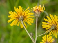 Crepis paludosa Fuktängen, Toarp, Malmö, Skåne, Sweden 20200712_0044