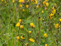 Crepis paludosa Kungsmarken, Lund, Skåne, Sweden 20170624_0006