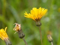 Crepis paludosa Kungsmarken, Lund, Skåne, Sweden 20170624_0008