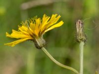 Crepis paludosa Toarpsdammen, Malmö, Skåne, Sweden 20170625_0124