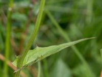 Crepis paludosa Toarpsdammen, Malmö, Skåne, Sweden 20170625_0125