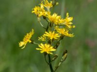 Crepis praemorsa Gyetorpskärret, Kristianstad, Skåne, Sweden 20170610_0052