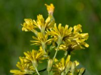 Crepis praemorsa Gyetorpskärret, Kristianstad, Skåne, Sweden 20170610_0057