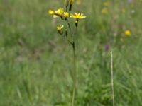 Crepis praemorsa Gyetorpskärret, Kristianstad, Skåne, Sweden 20170610_0058