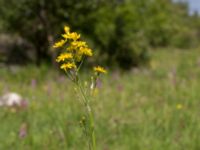 Crepis praemorsa Gyetorpskärret, Kristianstad, Skåne, Sweden 20170610_0059