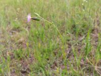 Crupina vulgaris Valley 4.4 km NW Dalis Reservoir Tower, Chachuna, Kakheti, Georgia 20180427_3226