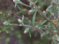 Dittrichia graveolens Centralen, Malmö, Skåne, Sweden 20161016_0002