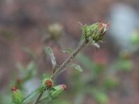 Dittrichia graveolens Centralen, Malmö, Skåne, Sweden 20161016_0003