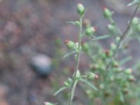 Dittrichia graveolens Centralen, Malmö, Skåne, Sweden 20161016_0004