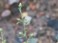 Dittrichia graveolens Centralen, Malmö, Skåne, Sweden 20161016_0005