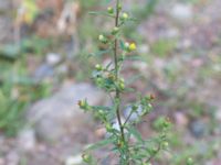 Dittrichia graveolens Centralen, Malmö, Skåne, Sweden 20181020_0016