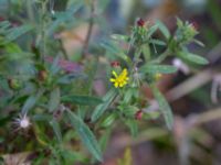 Dittrichia graveolens Centralen, Malmö, Skåne, Sweden 20181020_0017