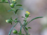 Dittrichia graveolens Centralen, Malmö, Skåne, Sweden 20181020_0019