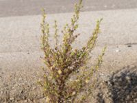 Dittrichia graveolens Centralen, Malmö, Skåne, Sweden 20181020_0041