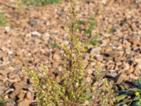 Dittrichia graveolens Centralen, Malmö, Skåne, Sweden 20181020_0042