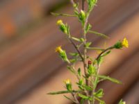 Dittrichia graveolens Valenciagatan, Malmö, Skåne, Sweden 20190907_0033