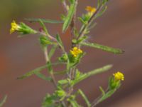 Dittrichia graveolens Valenciagatan, Malmö, Skåne, Sweden 20190907_0035