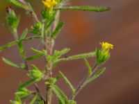 Dittrichia graveolens Valenciagatan, Malmö, Skåne, Sweden 20190907_0036