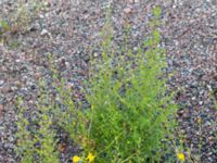 Dittrichia graveolens Valenciagatan, Malmö, Skåne, Sweden 20190907_0038