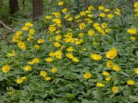 Doronicum orientale Fågelmatningen, Toarp, Malmö, Skåne, Sweden 20240511_0106