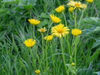 Doronicum orientale Fredentorpsvägen, Lund, Skåne, Sweden 20210515_0058