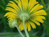 Doronicum orientale Fredentorpsvägen, Lund, Skåne, Sweden 20210515_0062