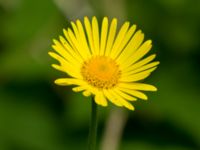 Doronicum orientale Toarp, Malmö, Skåne, Sweden 20180511_0039