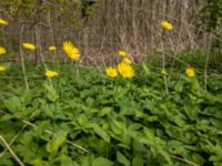 Doronicum orientale Toarp, Malmö, Skåne, Sweden 20180511_2