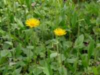 Doronicum orientale Turistvägen, Färjestaden, Mörbylånga, Öland, Sweden 20190525_0141