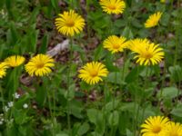 Doronicum orientale Turistvägen, Färjestaden, Mörbylånga, Öland, Sweden 20190525_0142