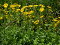 Doronicum orientale Turistvägen, Färjestaden, Mörbylånga, Öland, Sweden 20190525_0146