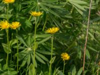 Doronicum pardalianches Östervärn, Malmö, Skåne, Sweden 20170513_0017