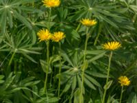 Doronicum pardalianches Östervärn, Malmö, Skåne, Sweden 20170513_0018