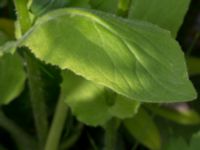 Doronicum pardalianches Östervärn, Malmö, Skåne, Sweden 20170513_0020