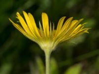 Doronicum pardalianches Östervärn, Malmö, Skåne, Sweden 20170513_0021