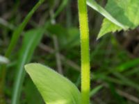 Doronicum pardalianches Östervärn, Malmö, Skåne, Sweden 20170513_0023