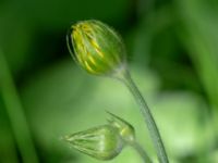 Doronicum pardalianches Grönskog, Borgholm, Öland, Sweden 20190525_0062