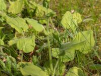 Doronicum pardalianches Saltsjöbadsvägen, Ystad, Skåne, Sweden 20170506_0007