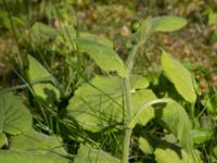 Doronicum pardalianches Saltsjöbadsvägen, Ystad, Skåne, Sweden 20170506_0008